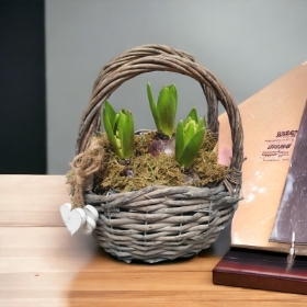 Hyacinth planted basket