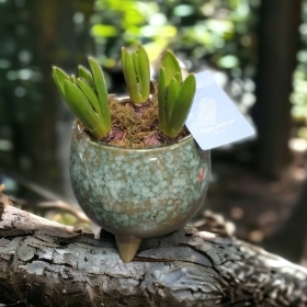 Tripod ceramic spring bulb planter + choc gift set