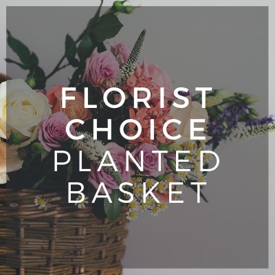 Florist Choice Planted Basket