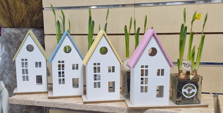 Daffodil mini house planter
