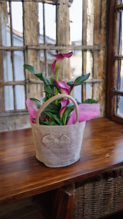 Beautiful pink calla lily plant in reusable hessian bag