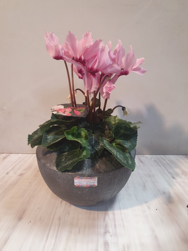 cyclamen + heavy stone pot – buy online or call 05394 80375