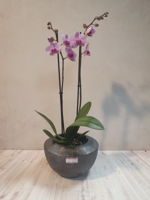 orchid plant in heavy stone pot