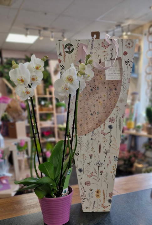 4 stem orchid plant in ceramic pot and gift bag