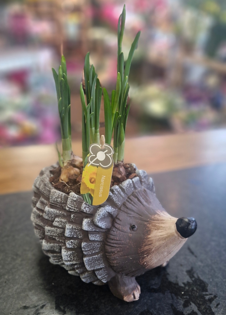 Cute hedgehog daffodil ceramic planter