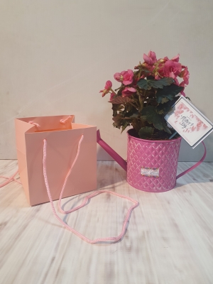 begonia and watering can gift set