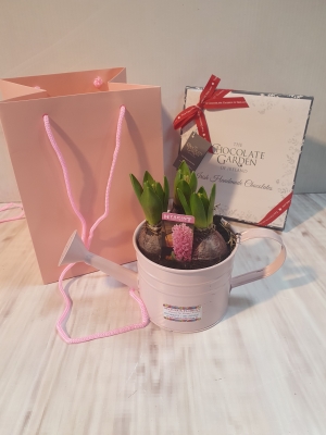 Hyacinth + chocolate Gift Set.