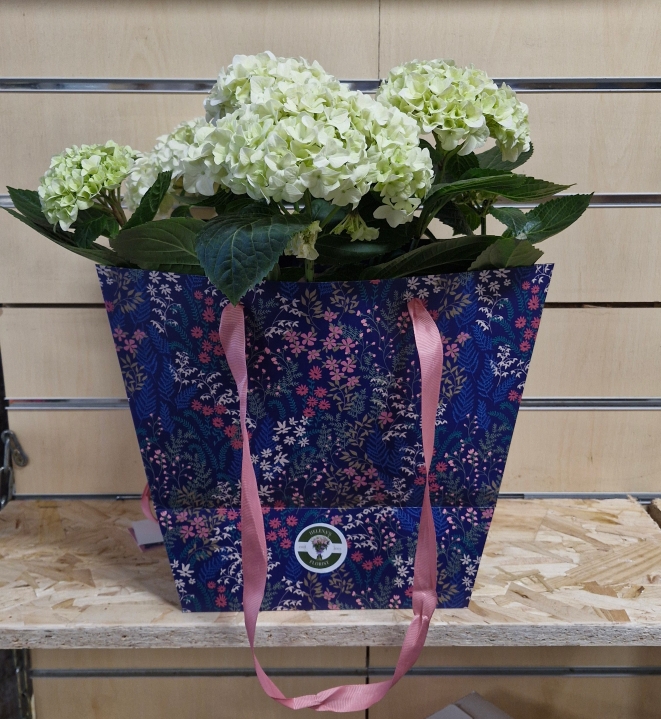 Hydrangea plant gift bag