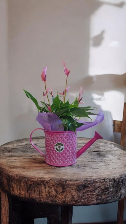 Indoor pink anthurium plant in watering can