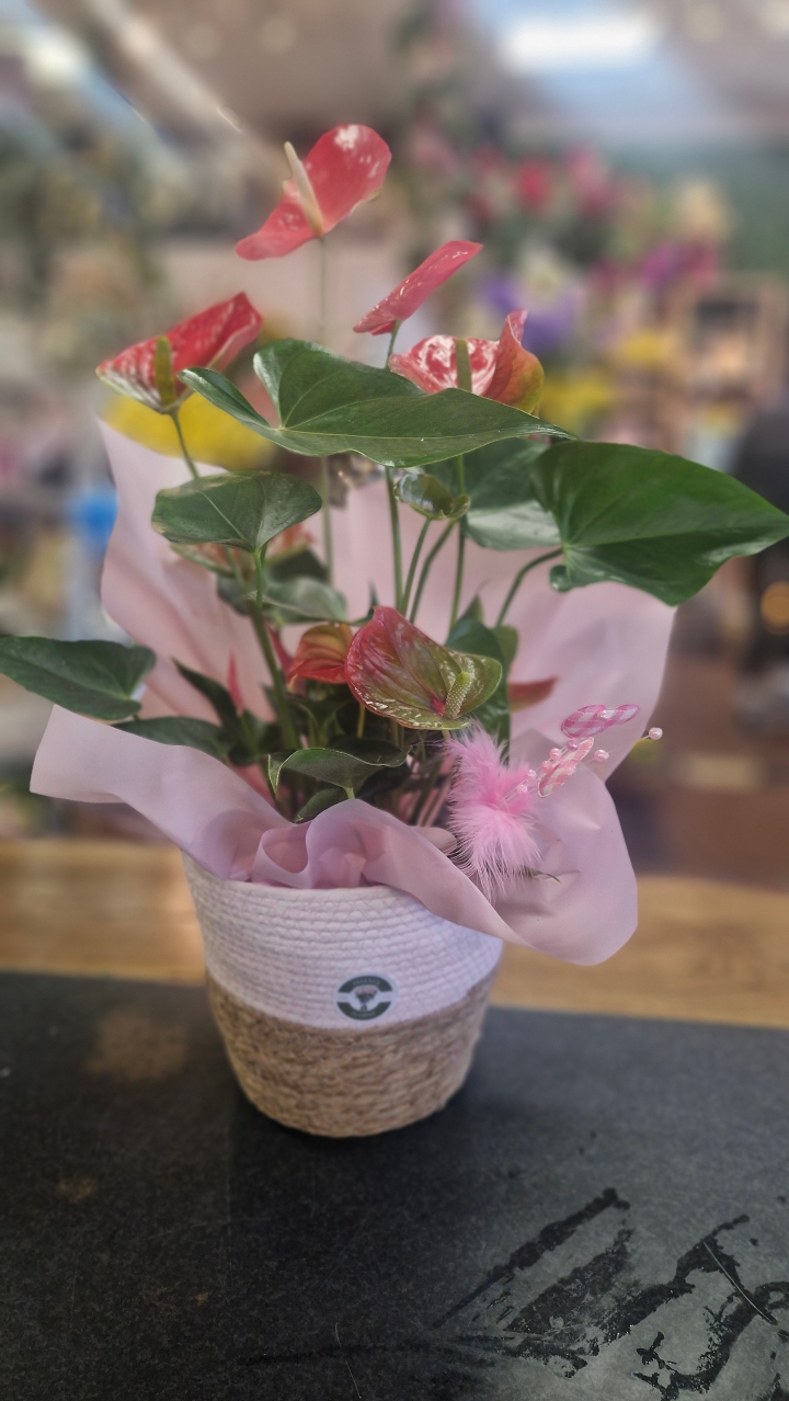 Inoor anthurium plant in basket