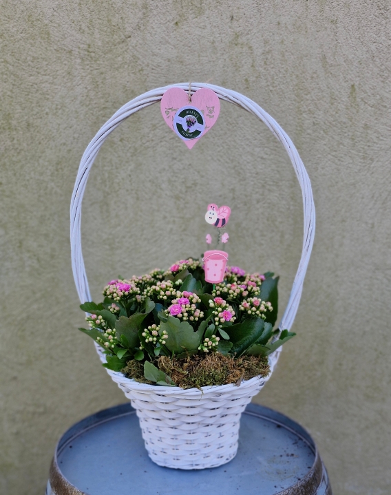 Large kalancloe planted basket