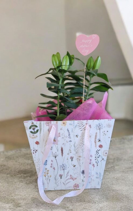 Lily plant in ceramic pot and gift bag