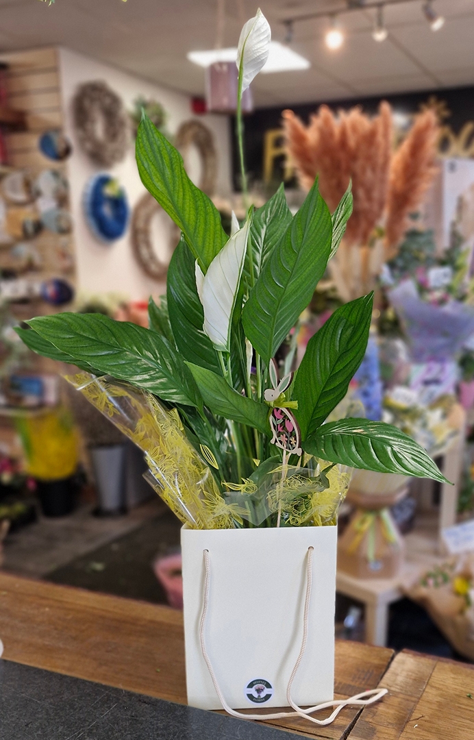 Magnificent Peace Lily Gift Bag