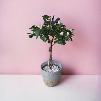 standard azalea planter