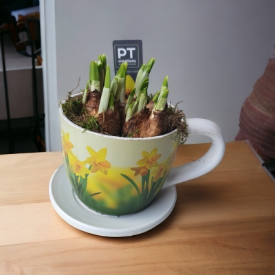 daffodil planted cup andsaucer