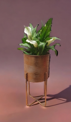 brushed gold planter with calla lily