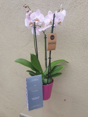 Pink Orchid and Chocolates