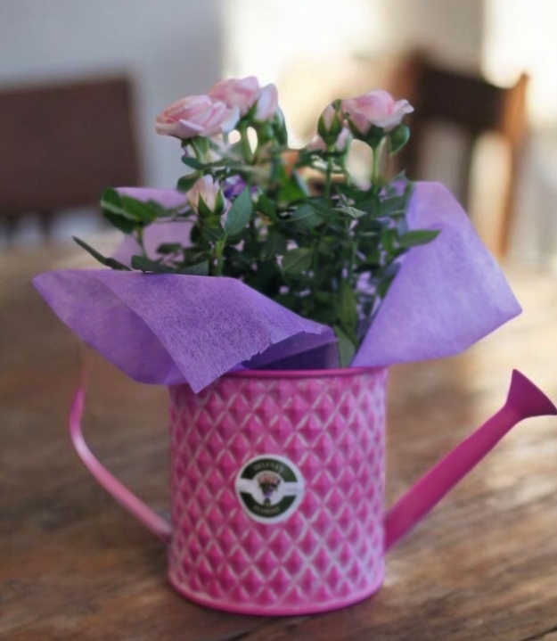 Pink rose in watering can