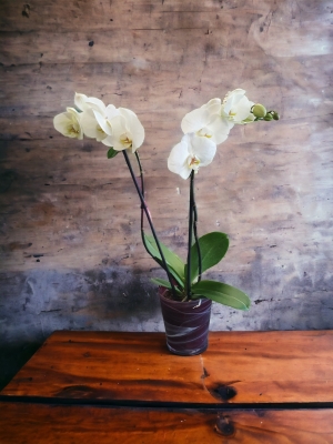 double stem white orchid in ceramic pot