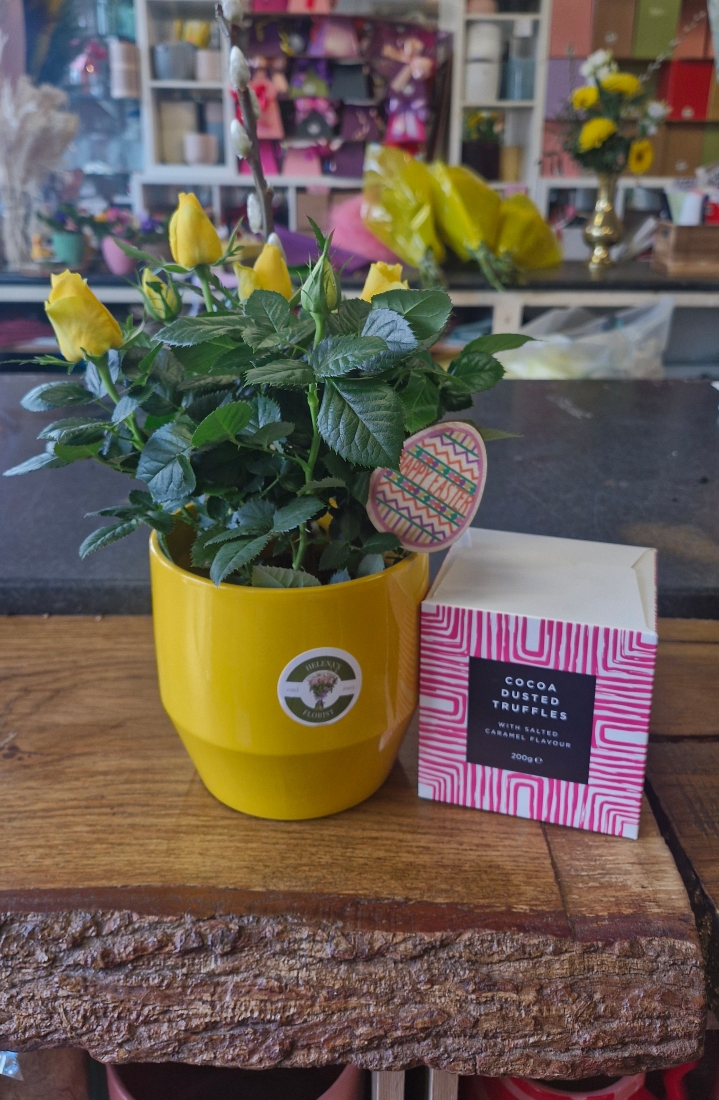 Rose planter and chocs gift set in gift bag