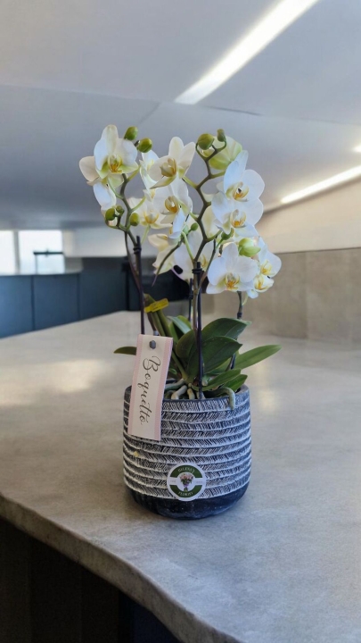 Stunning white 4 stem orchid plant in heavy neutral ceramic pot