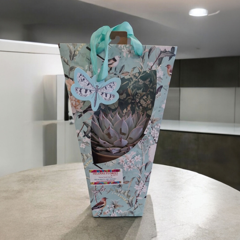 Succulent Gift Bag and Ceramic Pot