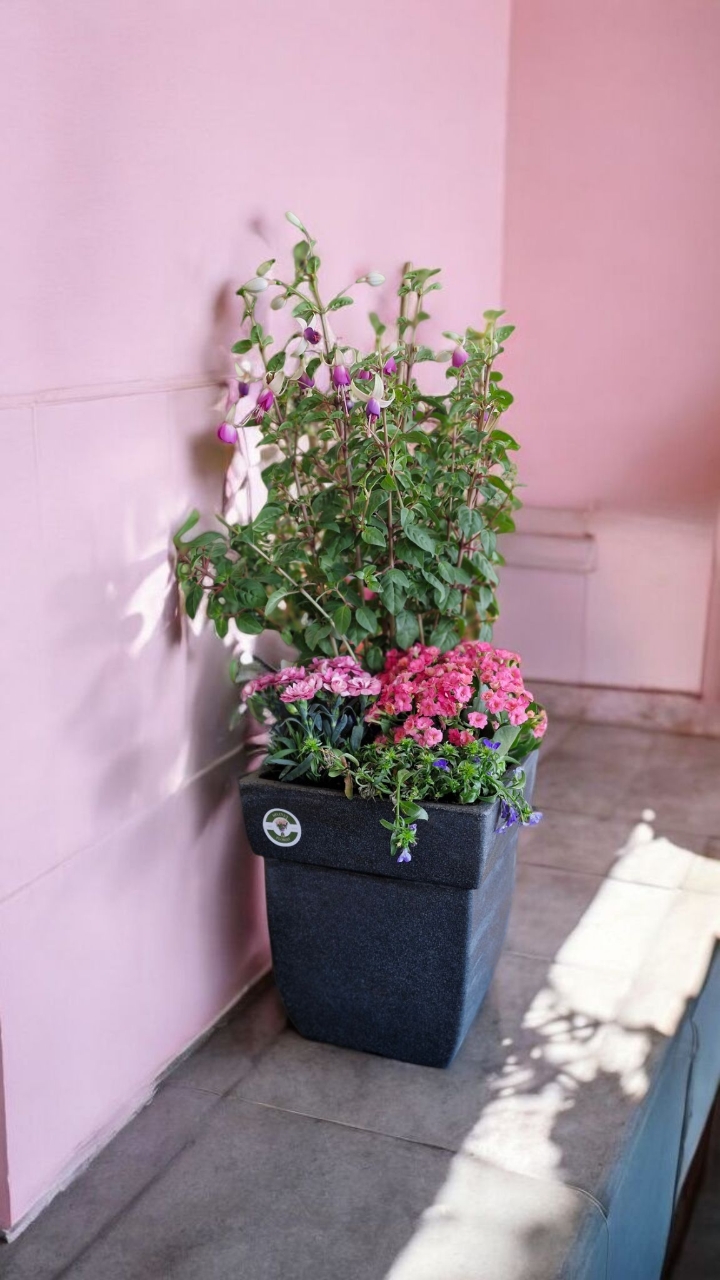Summer outdoor planter in pinks