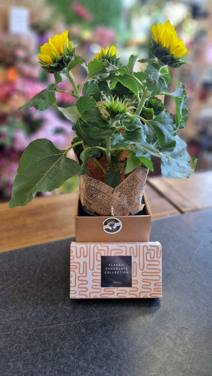 Sunflower and chocolates gift set