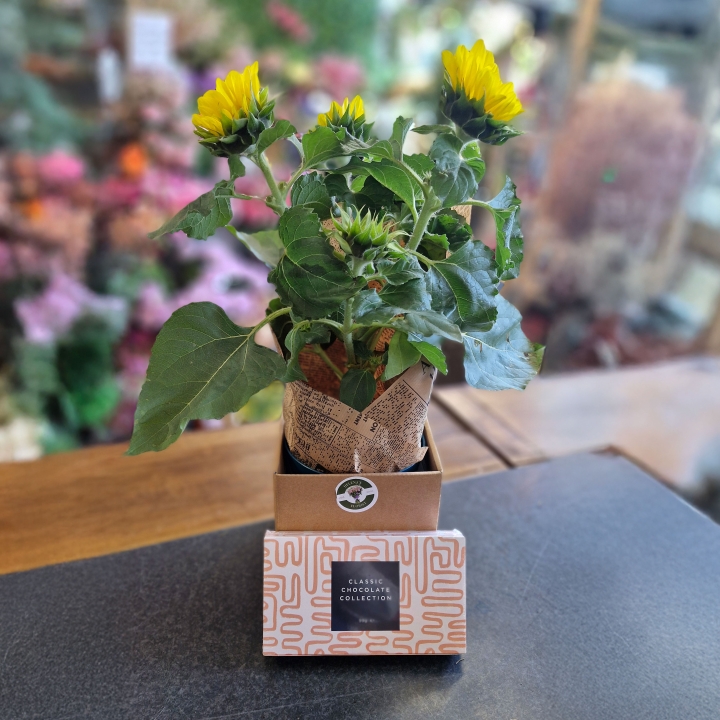 Sunflower Plant Gift Box with Chocolate