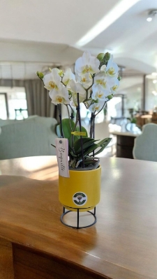 Amazing 4 stem orchid in yellow ceramic pot with stand
