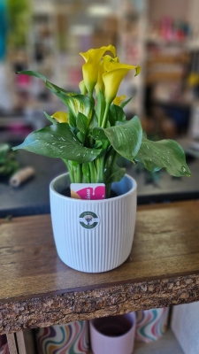 Yellow Calla Lily