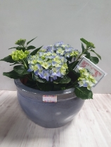 hydrangea + glazed ceramic