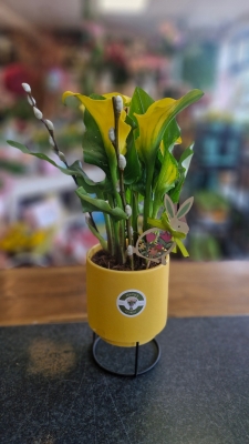 Calla lily plant in ceramic pot and gift bag