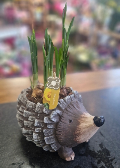 Cute hedgehog daffodil ceramic planter