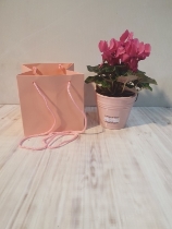 Cyclamen Gift in ceramic pot