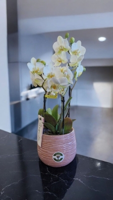 Fabulous 4 stem white orchid in pink ceramic