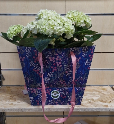 Hydrangea plant gift bag