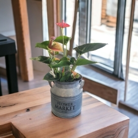 Indoor anthurium plant and churn