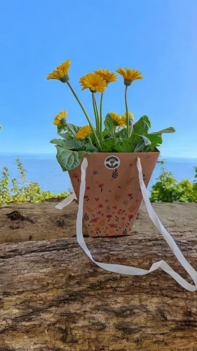 Large gerbera plant gift bag