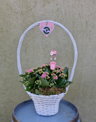 Large kalancloe planted basket