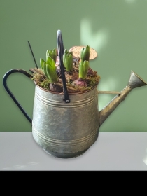 Large spring bulb vintage watering can  planter