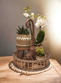 Luxury orchid and succulent tray neutrals