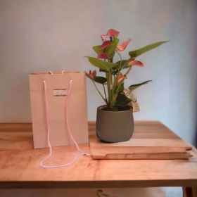 indoor anthurium plant in grey ceramic pot