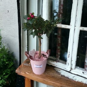 pink azalea tin planter