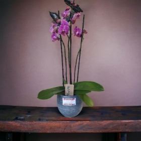 3 stem pink orchid in cermic pot
