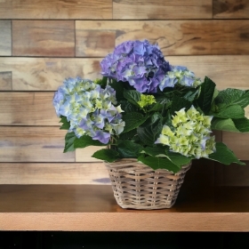 blue hydrangea planted basket