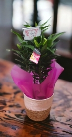 pink lily plant + rattan gift basket