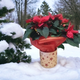 Large Poinsettia in festive ceramic pot