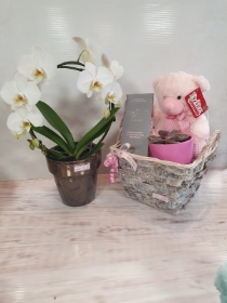 Orchid Gift Set