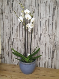 lucious orchid plant in a heavy glazed ceramic pot